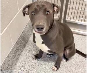 Staffordshire Bull Terrier Dogs for adoption in Houston, TX, USA