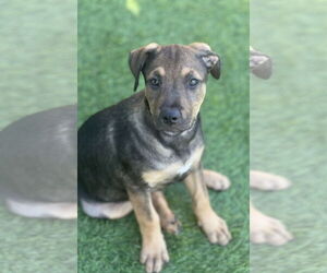 Labrador Retriever-Unknown Mix Dogs for adoption in Royal Palm Beach, FL, USA