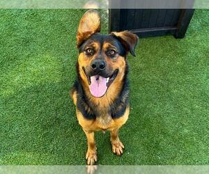 Shepradors Dogs for adoption in Orange, CA, USA