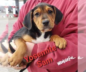 Bogle Dogs for adoption in Pawtucket, RI, USA