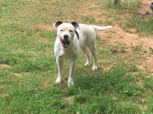 American Pit Bull Terrier-Unknown Mix Dogs for adoption in Decatur, AL, USA