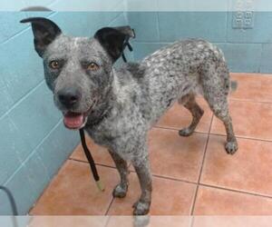 Australian Kelpie-Unknown Mix Dogs for adoption in Downey, CA, USA