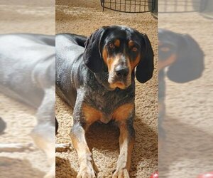 Bluetick Coonhound-Treeing Walker Coonhound Mix Dogs for adoption in Ogden, UT, USA