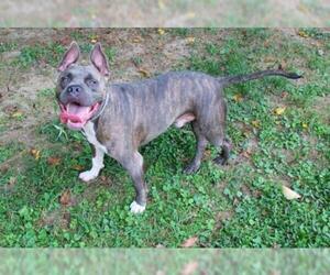Medium Photo #1 American Pit Bull Terrier Puppy For Sale in Louisville, KY, USA