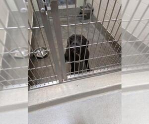 American Pit Bull Terrier Dogs for adoption in Upland, CA, USA