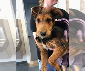 Mutt Dogs for adoption in Evansville, IN, USA