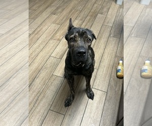 Mutt Dogs for adoption in Rowlett, TX, USA