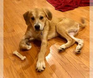 Golden Pyrenees Dogs for adoption in Herndon, VA, USA