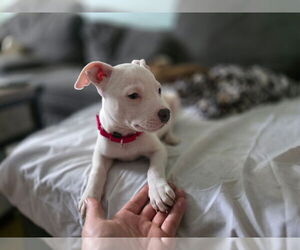 American Pit Bull Terrier-Labrador Retriever Mix Dogs for adoption in Brewster, NY, USA