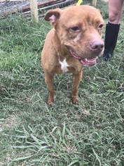 American Bulldog Dogs for adoption in Jackson, MS, USA