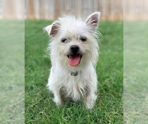 Mutt Dogs for adoption in Abilene, TX, USA