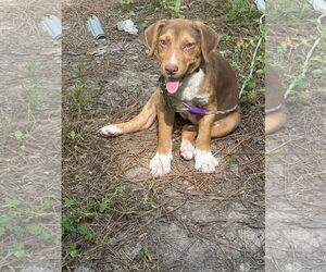 Labrador Retriever Dogs for adoption in The Woodlands, TX, USA