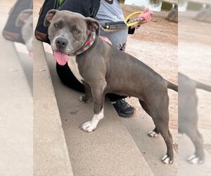 American Pit Bull Terrier Dogs for adoption in phoenix, AZ, USA