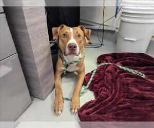 Unknown-Vizsla Mix Dogs for adoption in Santa Cruz, CA, USA