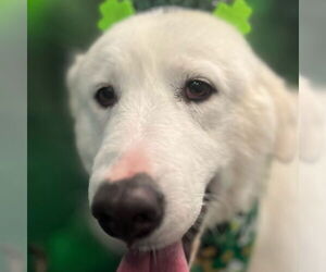 Great Pyrenees Dogs for adoption in Dallas, TX, USA