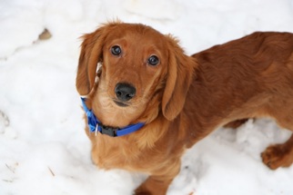 Dachshund Dogs for adoption in St. Louis Park, MN, USA