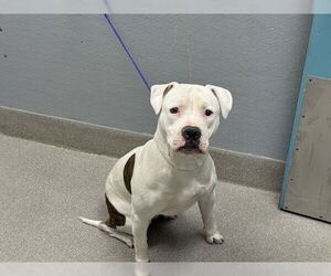 American Pit Bull Terrier-Unknown Mix Dogs for adoption in Las Vegas, NV, USA