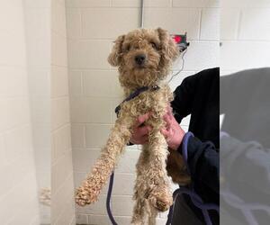 Poodle (Toy)-Unknown Mix Dogs for adoption in Belleville, IL, USA