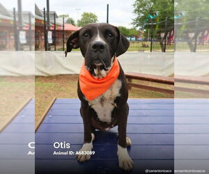 American Staffordshire Terrier-Mastiff Mix Dogs for adoption in Bullard, TX, USA