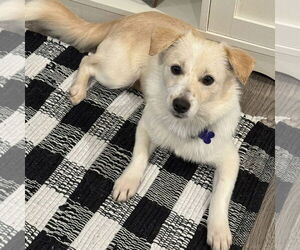 Chihuahua-Unknown Mix Dogs for adoption in Batavia, OH, USA