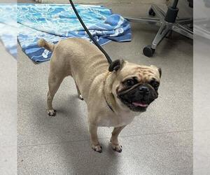 Pug Dogs for adoption in Pasadena, CA, USA