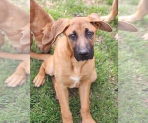 Medium Photo #1 Mastiff-Unknown Mix Puppy For Sale in PIPE CREEK, TX, USA