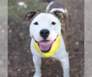 American Staffordshire Terrier-Unknown Mix Dogs for adoption in San Antonio, TX, USA