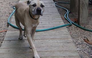 American Pit Bull Terrier Dogs for adoption in Matawan, NJ, USA