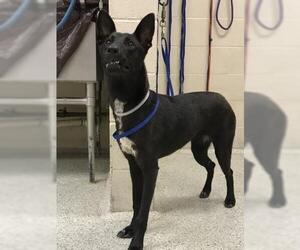 German Shepherd Dog-Unknown Mix Dogs for adoption in Conroe, TX, USA