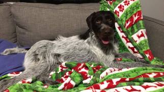 German Wirehaired Pointer Dogs for adoption in Princeton, MN, USA