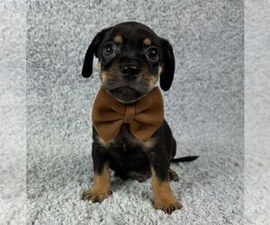 Chihuahua-Unknown Mix Dogs for adoption in Grafton, WI, USA