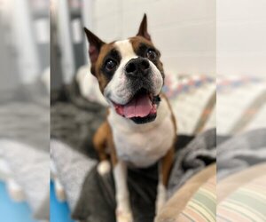Boxer Dogs for adoption in Muskegon, MI, USA