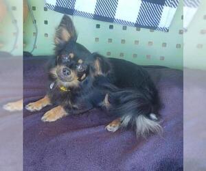 Chihuahua Dogs for adoption in Whitestone, NY, USA