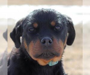 Rottweiler Dogs for adoption in Estherville, IA, USA