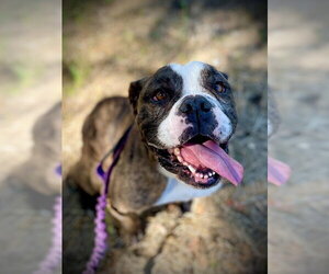 Bull-Boxer Dogs for adoption in San Andreas, CA, USA