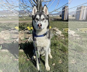 Alaskan Malamute-Huskies  Mix Dogs for adoption in Yreka, CA, USA