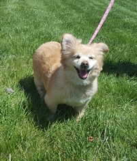 Pomeranian Dogs for adoption in Hollywood, MD, USA