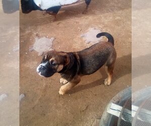 Bulldog Dogs for adoption in Apple Valley, CA, USA