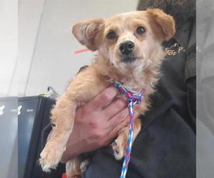 Chihuahua-Unknown Mix Dogs for adoption in Camarillo, CA, USA