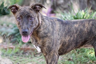 Boxer-Golden Retriever Mix Dogs for adoption in Pensacola, FL, USA