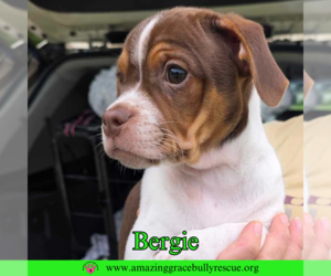 Beagle-Unknown Mix Dogs for adoption in Pensacola, FL, USA