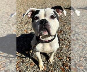 Boxer-Unknown Mix Dogs for adoption in Palmetto, FL, USA