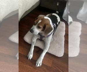 Beagle Dogs for adoption in Flushing, NY, USA