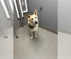 German Shepherd Dog-Unknown Mix Dogs for adoption in Las Vegas, NV, USA
