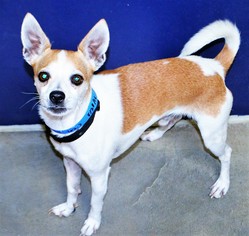 Chihuahua Dogs for adoption in San Jacinto, CA, USA