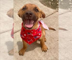 Labrador Retriever-Unknown Mix Dogs for adoption in Tulsa, OK, USA