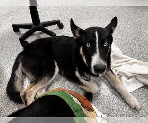 Siberian Husky-Unknown Mix Dogs for adoption in Pasadena, TX, USA