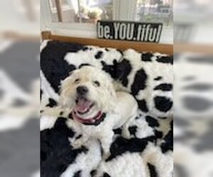 Maltese-Unknown Mix Dogs for adoption in Turlock, CA, USA