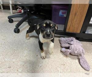 Chow Chow-Unknown Mix Dogs for adoption in Tulsa, OK, USA