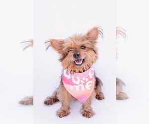 Mutt Dogs for adoption in Princeton, MN, USA